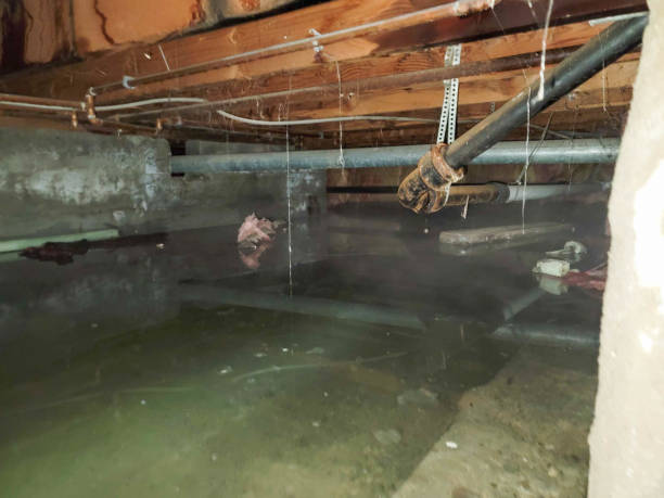 Best Basement water damage restoration  in South Whittier, CA